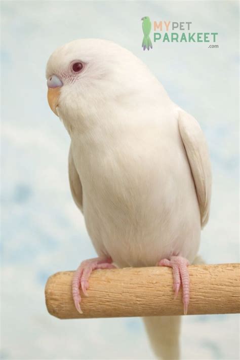 albino budgie|are albino parakeets rare.